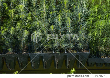 very small seedlings of coniferous trees grow in containers and are ready for further planting 94970730