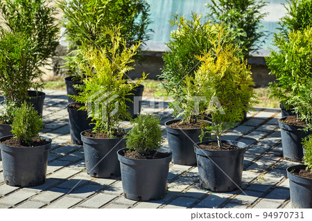 very small seedlings of coniferous trees grow in containers and are ready for further planting 94970731