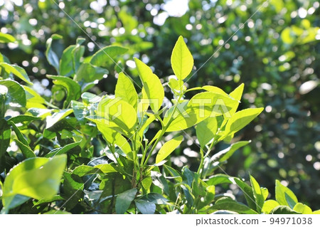 不知火的幾個夏秋樹梢 94971038