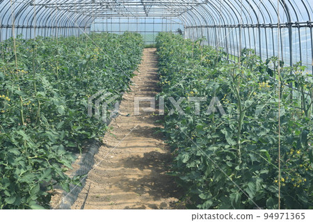 溫室栽培櫻桃番茄 94971365