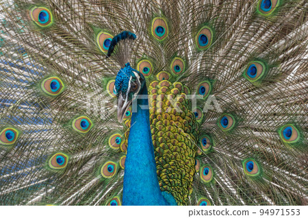 與傳播翼的孔雀 94971553