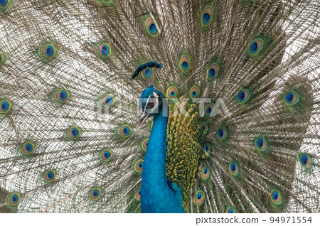 與傳播翼的孔雀 94971554