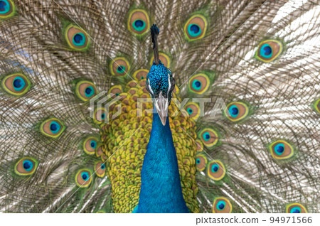 Peacock with spread wings 94971566