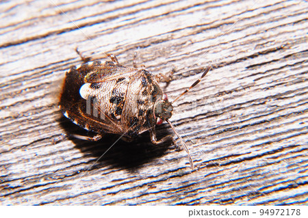 Black-backed bug Black-backed bug 94972178