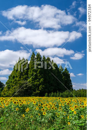 Sunflowers and clouds 94972384