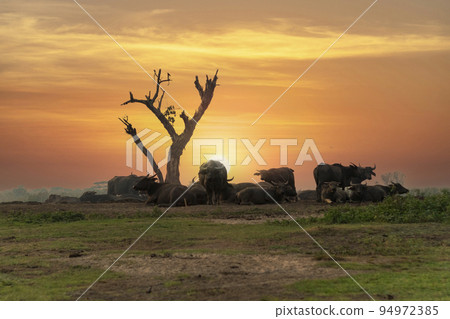A field where buffalo herds swarm together during sunset. A field where buffalo herds swarm together during sunset. 94972385