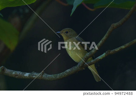 基比塔·基姆斯 94972488