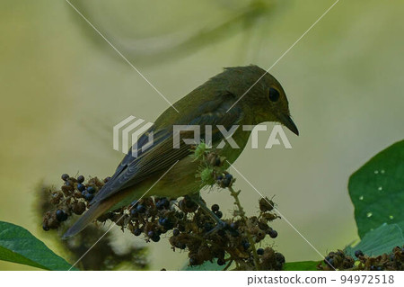 基比塔基 94972518