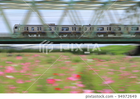 The E217 series rapid train running through the riverbed where cosmos blooms_Photographed on 9/17/2022 94972649
