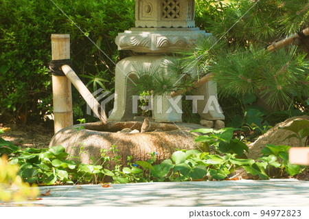 一隻麻雀在公園裡的築貝休息 一隻麻雀在公園裡的築貝休息 94972823