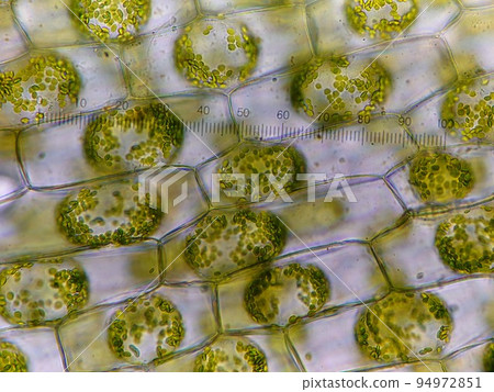 原生質分離 94972851