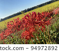 Cluster amaryllis and autumn rice fields on a sunny day 94972892