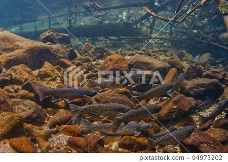 Shikaribetsu湖的宮部Wana 94973202