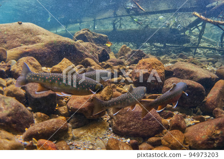 Miyabe Wana in Lake Shikaribetsu 94973203