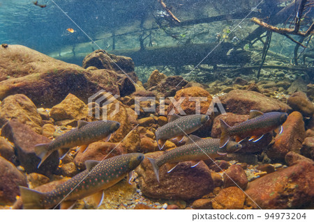 Miyabe Wana in Lake Shikaribetsu 94973204