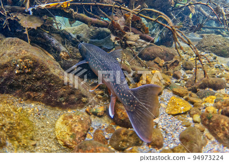 Shikaribetsu湖的宮部Wana Shikaribetsu湖的宮部Wana 94973224