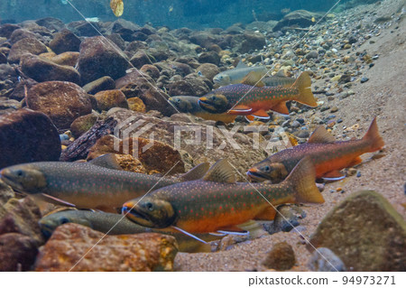 Shikaribetsu湖的宮部Wana 94973271