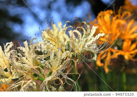 Yoshimi-cho, Hiki-gun, Saitama Prefecture The white and yellow Manjushage of Sakura Tsutsumi Park, where the colorful manjushage (cluster amaryllis) blooms 94973320