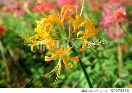Yoshimi-cho, Hiki-gun, Saitama Prefecture Yellow Manjushage at Sakura Tsutsumi Park where colorful manjushage (cluster amaryllis) blooms Yoshimi-cho, Hiki-gun, Saitama Prefecture Yellow Manjushage at Sakura Tsutsumi Park where colorful manjushage (cluster amaryllis) blooms 94973326
