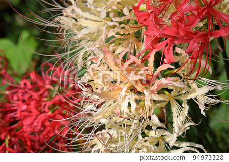 Yoshimi-cho, Hiki-gun, Saitama Prefecture Red and white Manjushage at Sakura Tsutsumi Park, where colorful manjushage (cluster amaryllis) blooms Yoshimi-cho, Hiki-gun, Saitama Prefecture Red and white Manjushage at Sakura Tsutsumi Park, where colorful manjushage (cluster amaryllis) blooms 94973328