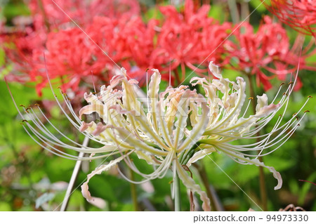 Yoshimi-cho, Hiki-gun, Saitama Prefecture Red and white Manjushage at Sakura Tsutsumi Park, where colorful manjushage (cluster amaryllis) blooms Yoshimi-cho, Hiki-gun, Saitama Prefecture Red and white Manjushage at Sakura Tsutsumi Park, where colorful manjushage (cluster amaryllis) blooms 94973330