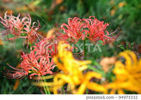 Yoshimi-cho, Hiki-gun, Saitama Prefecture Red and yellow Manjushage at Sakura Tsutsumi Park, where colorful manjushage (cluster amaryllis) blooms 94973332