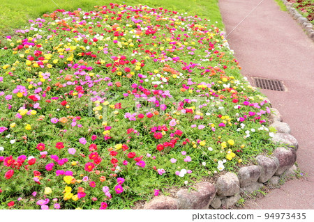 松葉鈕扣花 松葉鈕扣花 94973435