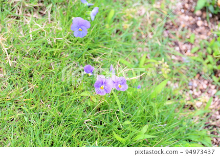 中提琴花 中提琴花 94973437