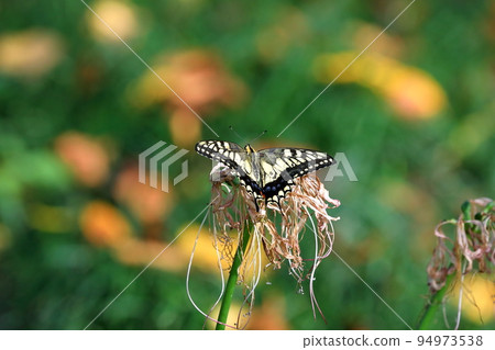 Yoshimi-cho, Hiki-gun, Saitama Prefecture Swallowtail butterflies in Sakurazutsumi Park where colorful manjushage (cluster amaryllis) blooms 94973538