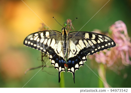 Yoshimi-cho, Hiki-gun, Saitama Prefecture Swallowtail butterflies in Sakurazutsumi Park where colorful manjushage (cluster amaryllis) blooms 94973542