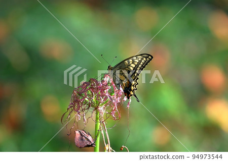 Yoshimi-cho, Hiki-gun, Saitama Prefecture Swallowtail butterflies in Sakurazutsumi Park where colorful manjushage (cluster amaryllis) blooms Yoshimi-cho, Hiki-gun, Saitama Prefecture Swallowtail butterflies in Sakurazutsumi Park where colorful manjushage (cluster amaryllis) blooms 94973544