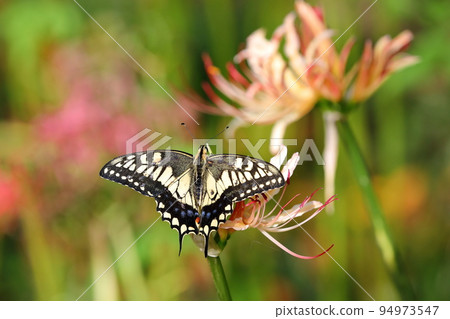 Yoshimi-cho, Hiki-gun, Saitama Prefecture Swallowtail butterflies in Sakurazutsumi Park where colorful manjushage (cluster amaryllis) blooms 94973547