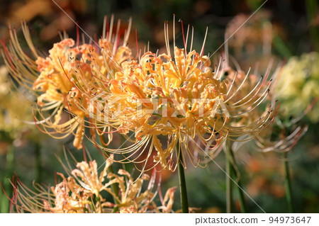 Yoshimi-cho, Hiki-gun, Saitama Prefecture Yellowish white manjushage in Sakuratsutsumi Park, where colorful manjushage (cluster amaryllis) blooms Yoshimi-cho, Hiki-gun, Saitama Prefecture Yellowish white manjushage in Sakuratsutsumi Park, where colorful manjushage (cluster amaryllis) blooms 94973647
