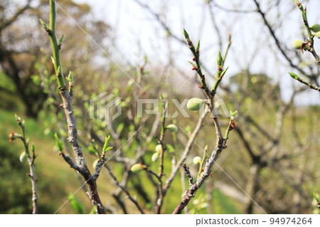 梅果開始膨脹 梅果開始膨脹 94974264