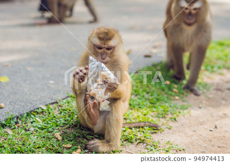 A macaca monkey, Khao Toh Sae Viewpoint on the Highest Hill in Phuket, Thailand 94974413