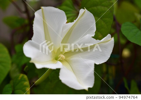 Sweet-smelling yorugao (night glare) 94974764