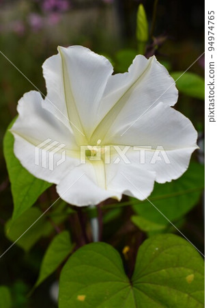 Sweet-smelling yorugao (night glare) Sweet-smelling yorugao (night glare) 94974765