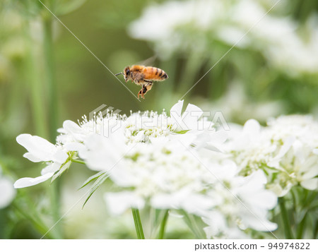 蜜蜂懸停 蜜蜂懸停 94974822