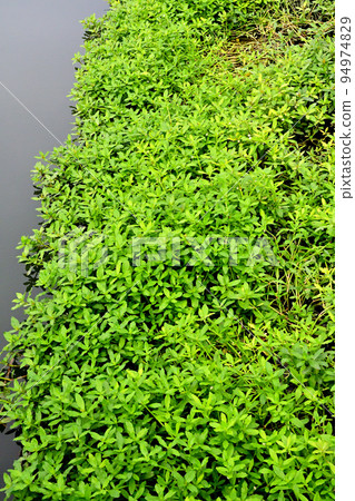 The worst invasive plant on earth 94974829