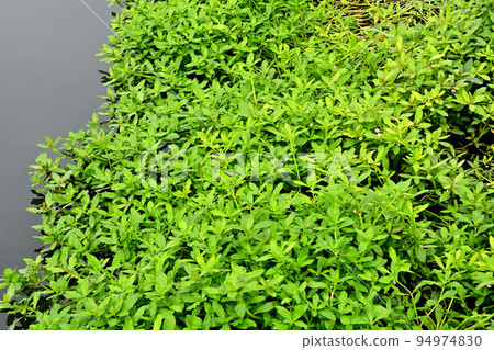 The worst invasive plant on earth 94974830