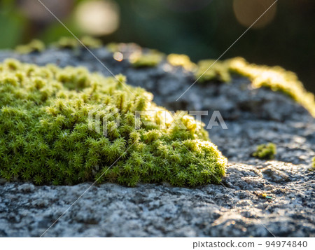 moss on rock moss on rock 94974840