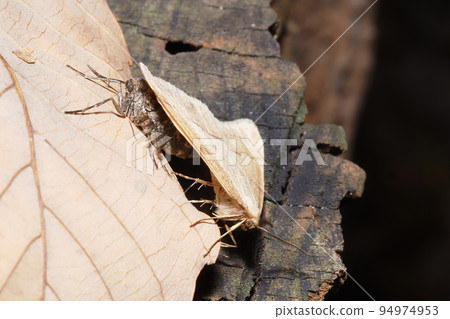 Cross-sif Yueda shaku (mating) Cross-sif Yueda shaku (mating) 94974953