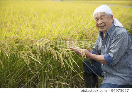 Harvesting rice paddies, a veteran rice farmer, a farmer's work Harvesting rice paddies, a veteran rice farmer, a farmer's work 94975037