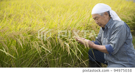 Harvesting rice paddies, a veteran rice farmer, a farmer's work Harvesting rice paddies, a veteran rice farmer, a farmer's work 94975038