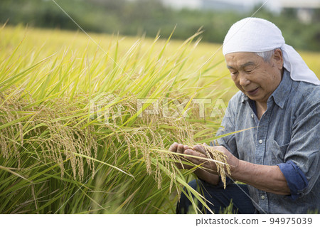 Harvesting rice paddies, a veteran rice farmer, a farmer's work 94975039