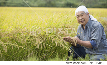 Harvesting rice paddies, a veteran rice farmer, a farmer's work Harvesting rice paddies, a veteran rice farmer, a farmer's work 94975040