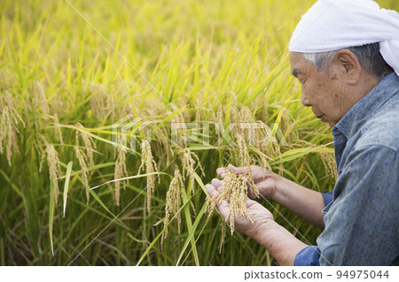 收割稻田，資深稻農，農民的工作 94975044