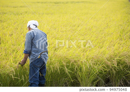 Harvesting rice paddies, a veteran rice farmer, a farmer's work Harvesting rice paddies, a veteran rice farmer, a farmer's work 94975048