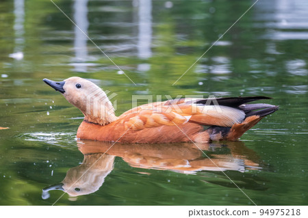 Ruddy Shelduck, or red duck, lat. Tadorna ferruginea, swimming on a lake. Ruddy Shelduck, or red duck, lat. Tadorna ferruginea, swimming on a lake. 94975218
