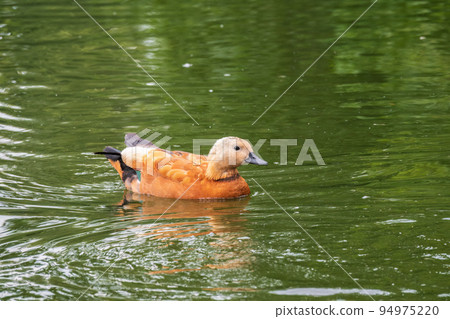 Ruddy Shelduck, or red duck, lat. Tadorna ferruginea, swimming on a lake. Ruddy Shelduck, or red duck, lat. Tadorna ferruginea, swimming on a lake. 94975220